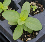 200 Zinnia Thumbelina Mix Flower Seeds Zinnia Elegans