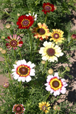 250 Painted Daisy Mix Flower Seeds Chrysanthemum carinatum
