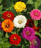 200 Zinnia "California Giants Mix" Flower Seeds Zinnia Elegans