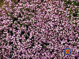 500 Soapwort Flower Seeds Saponaria ocymoides (Ground Cover)
