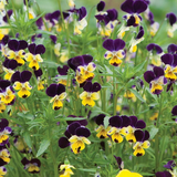 500 JOHNNY JUMP UP Helen Mount Viola Seeds Tricolor Flower