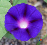 100 Morning Glory Grandpa Ott Purple Flower Seeds