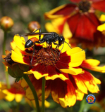 5000 Coreopsis tinctoria Dwarf Plains Wildflower Seeds