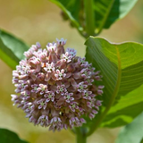 40 Butterfly Milkweed Seeds Pink Asclepias Syriaca Native Perennial for Monarchs