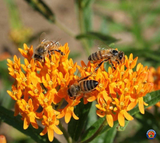40 Butterfly Milkweed Seeds Asclepias tuberosa Native Perennial for Monarchs