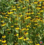 5000 Clasping Coneflower Flower Seeds Rudbeckia Dracopis Amplexicaulis