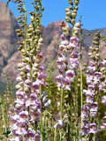 250 Penstemon Pink Palmers Palmeri Flower Seeds