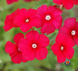 250 Red Drummond Phlox Drummondii Flower Seeds