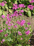 5000 CATCHFLY None So Pretty Silene Armeria Flower Seeds