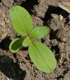75 Sunflower ‘Velvet Queen’ Flower Seeds Helianthus annuus