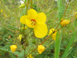 250 Sensitive PARTRIDGE PEA Chamaecrista Flower Seeds