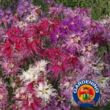 500 Dianthus Rainbow Loveliness Mixed Flower Seeds