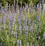 500 English Lavender Seeds Lavandula angustifolia Flower Herb