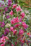 500 Clarkia Flower Seeds Clarkia unguiculata
