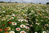 250 Painted Daisy Mix Flower Seeds Chrysanthemum carinatum