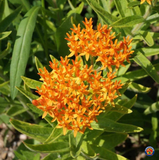 40 Butterfly Milkweed Seeds Asclepias tuberosa Native Perennial for Monarchs