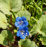 500 California Bluebell Flower Seeds Desert Canterbury
