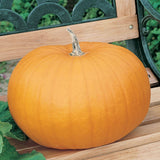 75 Pumpkin Seeds - Connecticut Field
