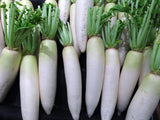 500 Daikon Radish Seeds Heirloom