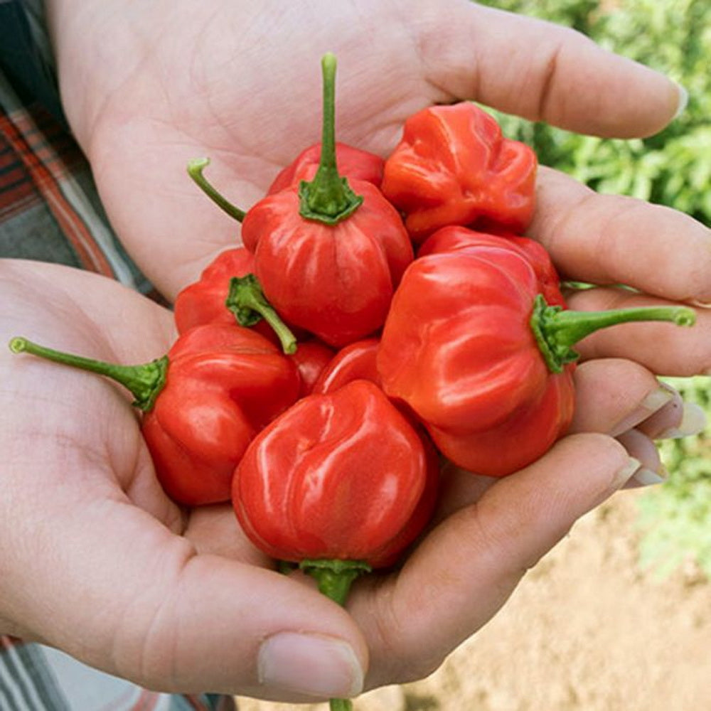 planting scotch bonnet pepper seeds 100 Organic Red Scotch Bonnet Hot Pepper Seeds – The Gardening World