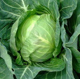 500 Copenhagen Market Early Cabbage Seeds