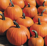 75 Pumpkin Seeds - Jack O Lantern