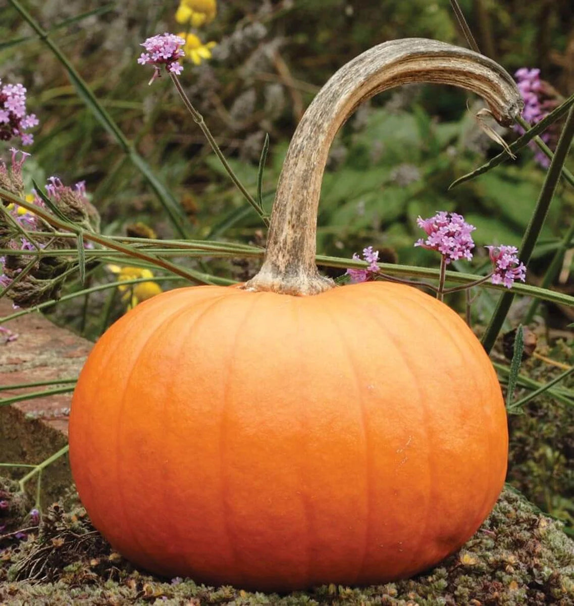 sugar pumpkin seeds for planting 75 Pumpkin Seeds