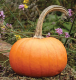 75 Pumpkin Seeds - Sugar Pie