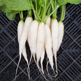 250 White Icicle Radish Seeds