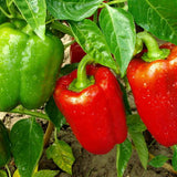 250 Yolo Wonder Sweet Pepper Seeds Heirloom Bell Pepper