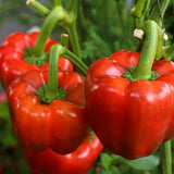 250 Yolo Wonder Sweet Pepper Seeds Heirloom Bell Pepper