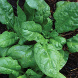 500 America Spinach Seeds Long Standing Heirloom - Premium Non-GMO, Open Pollinated, US Grown