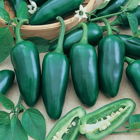 100 Organic Hot Jalapeno Pepper Seeds Early Heirloom - Non-GMO