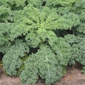 500 Kale Seeds - Dwarf Siberian - Premium Non-GMO, Open Pollinated, US Grown