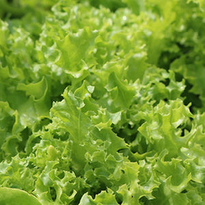 2000 Lettuce Seeds - Tango - Non-GMO, Open Pollinated, US Grown Seed, Always Fresh!