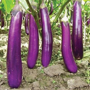 250 Eggplant Seeds - Talong Purple No.1 Heirloom, Philippines Most Used Eggplant