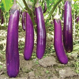 250 Eggplant Seeds - Talong Purple No.1 Heirloom, Philippines Most Used Eggplant