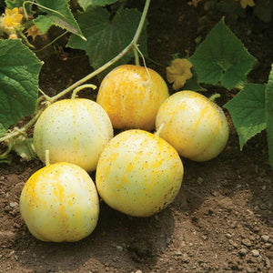 150 Lemon Cucumber Seeds Heirloom - Non-GMO