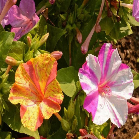 100 Broken Colors Four O’Clock Flower Seeds Mirabilis jalapa