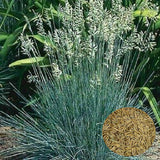 2000 BLUE FESCUE Fesnea Glauca Ornamental Grass Seeds Festuca ovina glauca