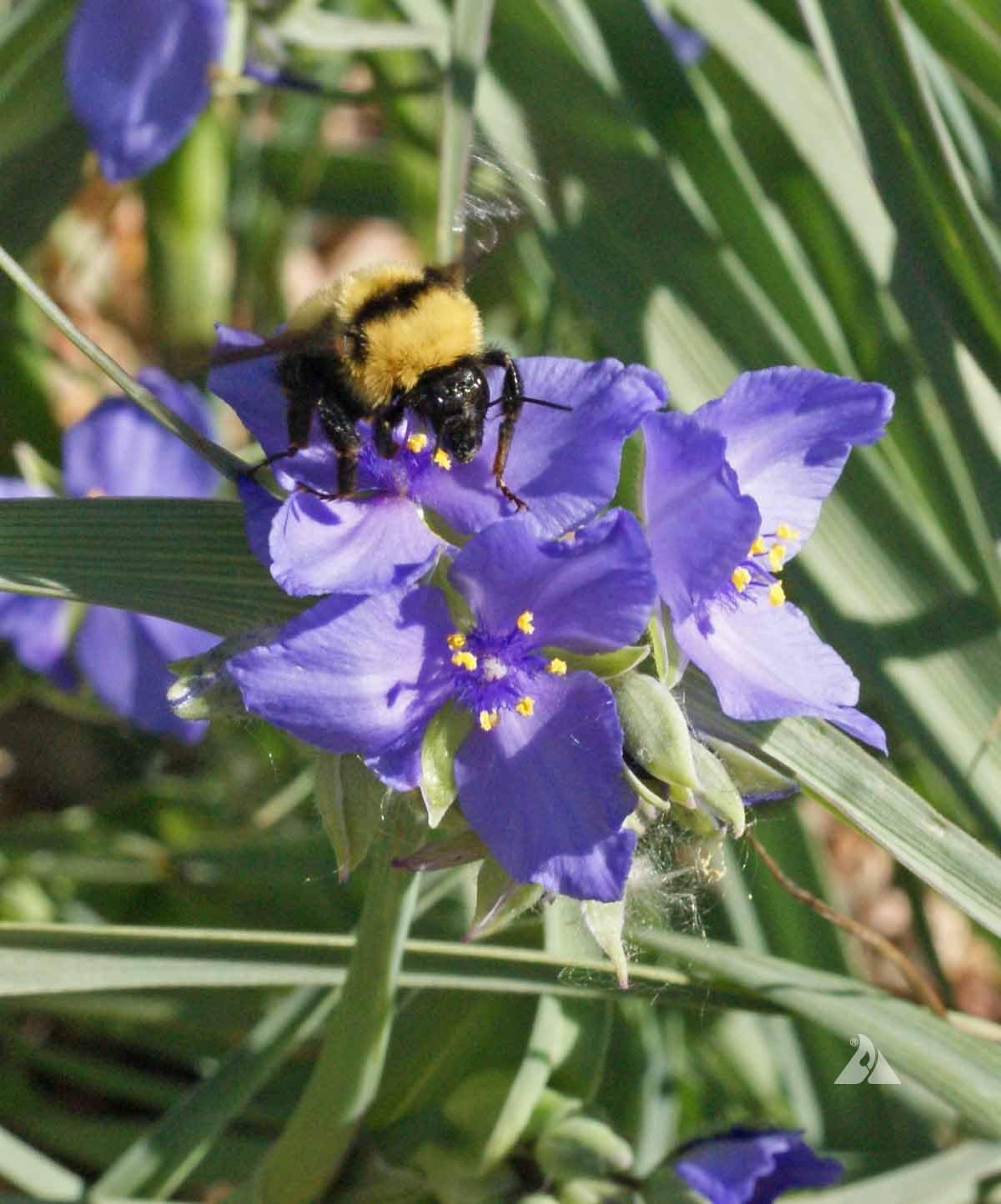 50 Prairie Spiderwort Seeds Tradescantia occidentalis - Always Fresh S   The Gardening World