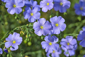 500 BLUE FLAX (Prairie Flax, Lewis Blue Flax) Linum Perenne Lewisii Flower Seeds