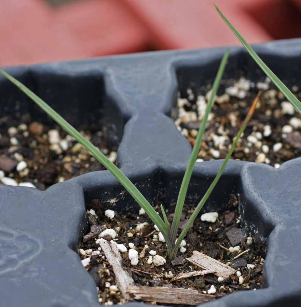 50 Prairie Spiderwort Seeds Tradescantia occidentalis