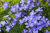 500 BLUE FLAX (Prairie Flax, Lewis Blue Flax) Linum Perenne Lewisii Flower Seeds