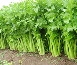 1000 Celery Seeds - Tendercrisp - Premium Non-GMO, Open Pollinated, US Grown Seed, Always Fresh!