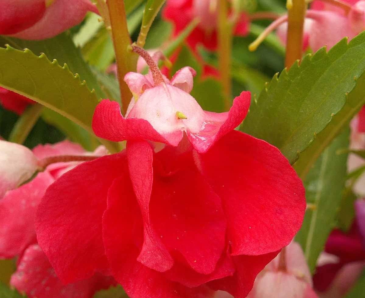 100+ Balsam Camellia Seeds – Impatiens Balsamina Flower Annual USA Free Shipping