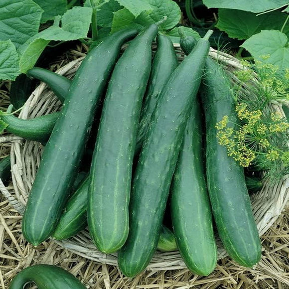 150 Cucumber Seeds - Metki Dark Green Armenian Heirloom - Premium Non-GMO