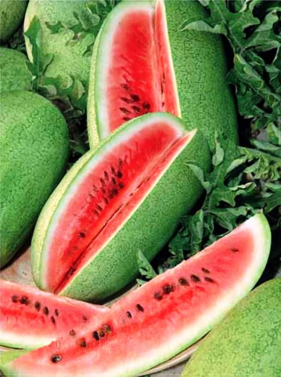 100 Watermelon Seeds - Picnic - Charleston Grey - NON-GMO - Always Fresh Seed (Copy)