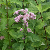 500 Joe Pyeweed, Spotted Flower Seeds Perennial Eutrochium maculatum