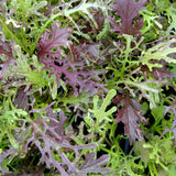 500 Red Streak MIZUNA Seeds Mustard Japanese Greens Brassica Juncea